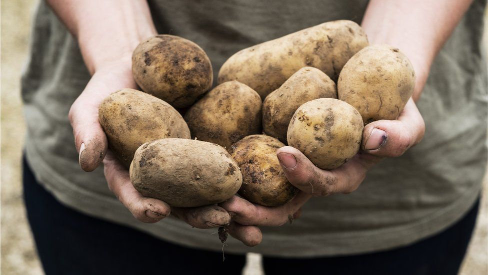 fpcfreshtalk's tweet photo. UK potato yields affected by extreme weather: https://t.co/Ftg35lFC8F #Freshtalk #growers #potatoyields #climatechange #weather https://t.co/hJr0cMufjI