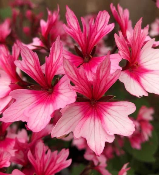 Fibrex Nurseries tweet media