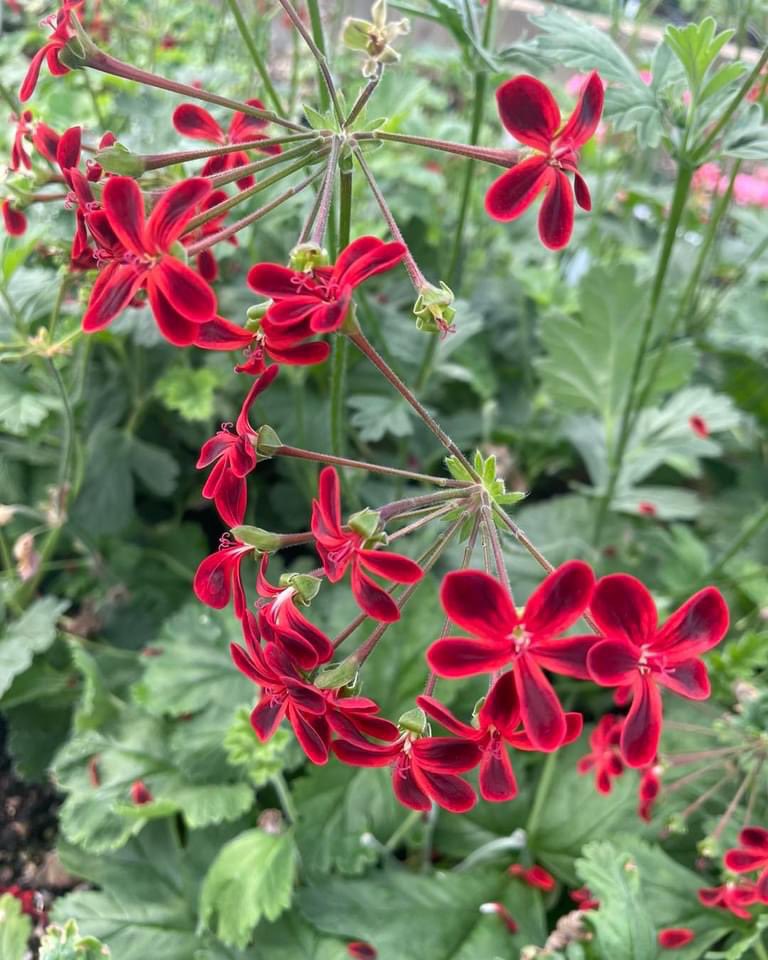 Something to brighten up this wet evening