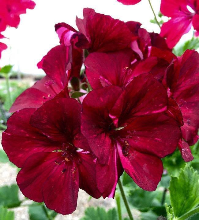 Fibrex Nurseries tweet media