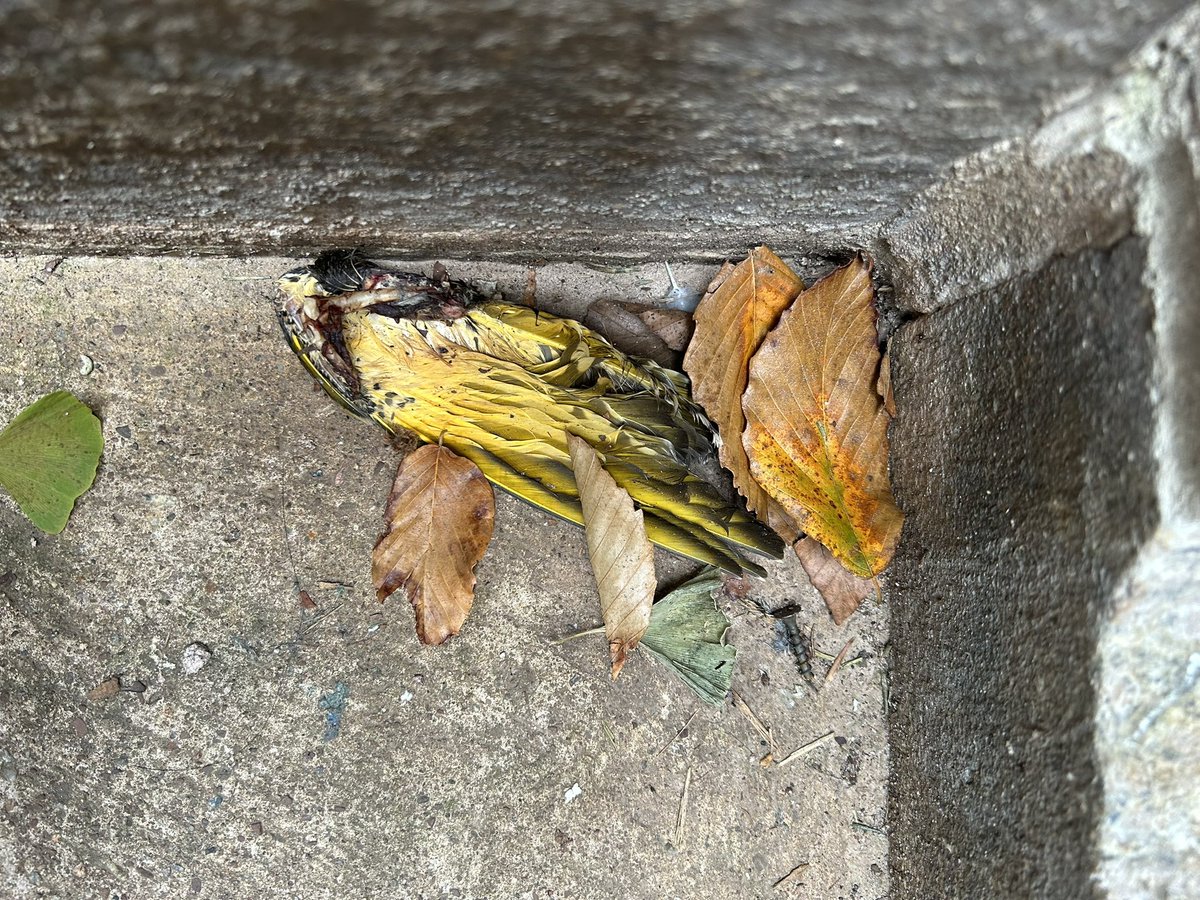 a flicker’s wing perfectly severed laying outside of Yale humanities building. What could have detached it so wholly from the body #NewHavenBirding #birding