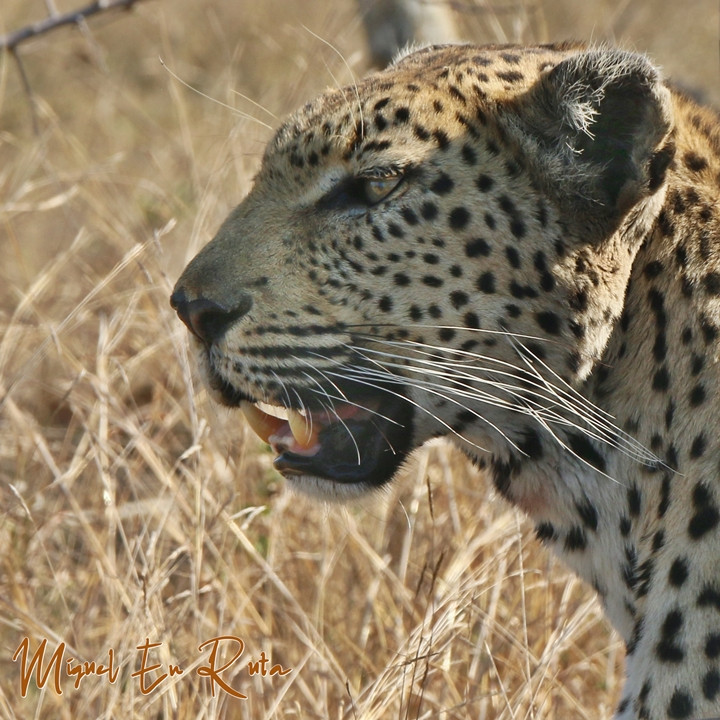 El príncipe de África siempre impresiona. "Leopardo en Kruger National Park"
miguelenruta.com
#leopardo #sudáfrica #safari #kruger