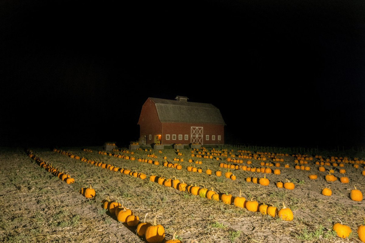 Photos I took at the pumpkin patch