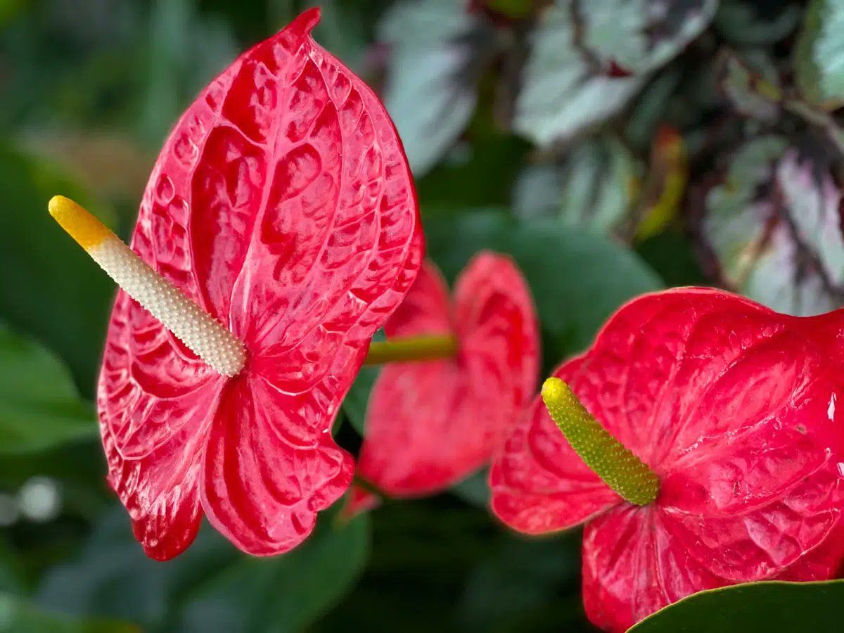 🌷🌹  Quelle plante d’intérieur est surnommée la perle tropicale ? 😍 Vous la reconnaissez ? 
👉 autourdupotager.com/plante-interie…

#plante #plantes #tropical #fleur #fleurs