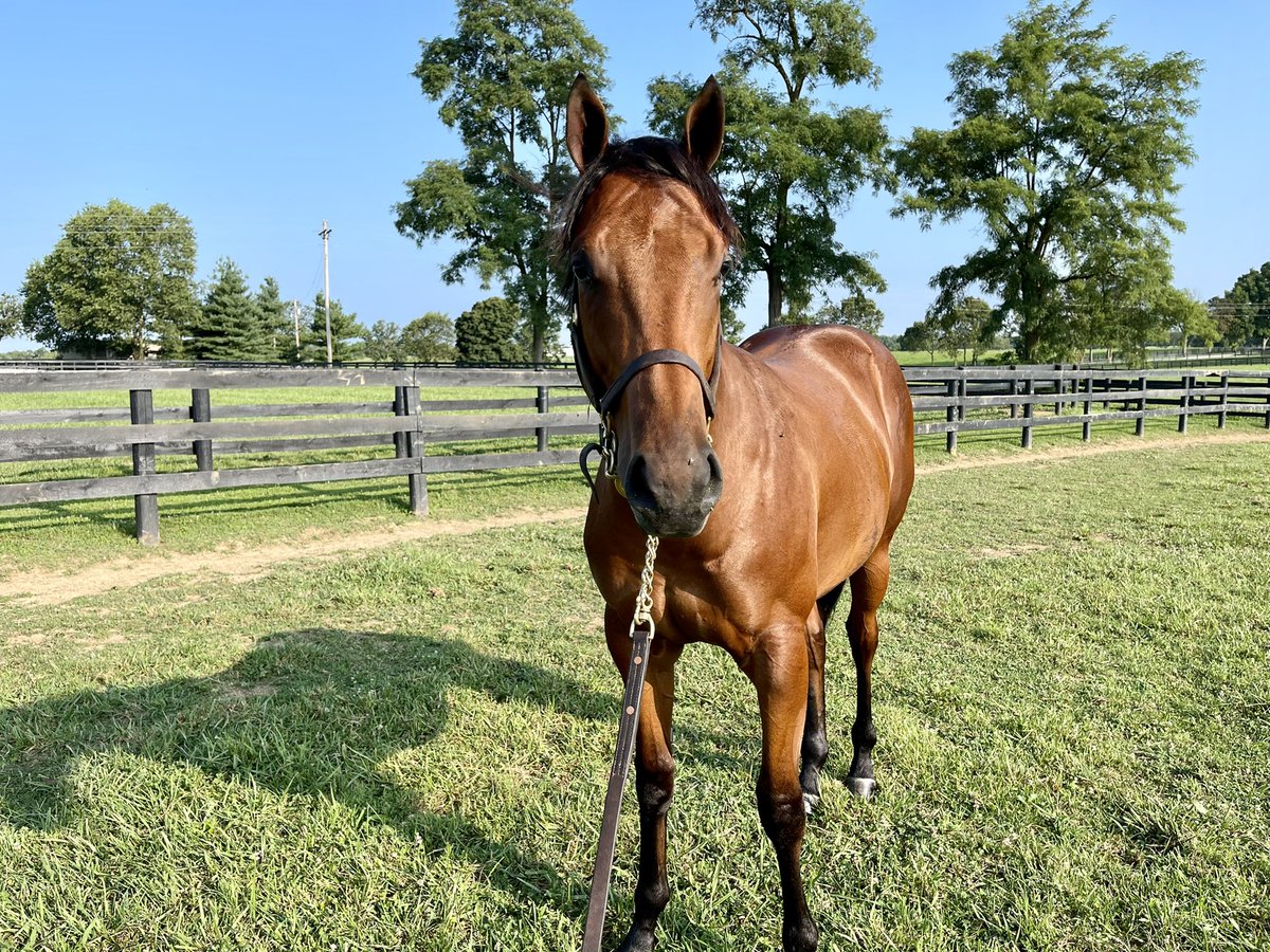 chuck_005's tweet photo. so proud to see this @ElmTreeKY grad, #Loggins, new to @HillnDaleFarm for 2024. he was a farm favorite from the start. https://t.co/UZWIvQcYYJ