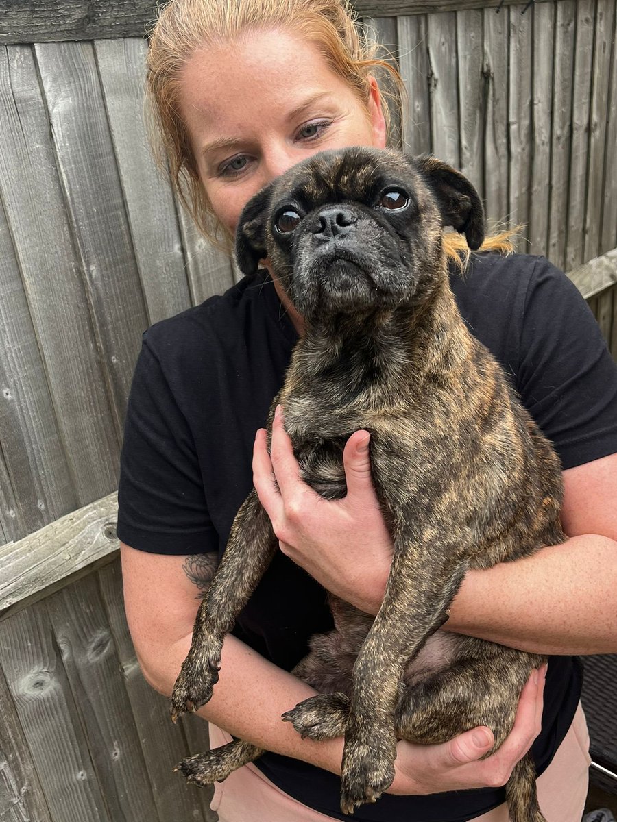 Delighted to say a month after going missing, David the pug is safe. He was found clean and dry and not frightened of his owners (not in survival mode) several miles from home. We believe he as stolen and dumped. Top work team 🧡#davidreunited @animalstaruk @RavWilding
