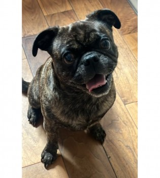 millypod1's tweet photo. DAVE HOME SAFE. THANKS FOR RT's 😊🐕🐾
🆘20 SEPT 2023 #Lost DAVID NERVOUS RESCUE Brown & Black (brindle) Pug Male #ScanMe
#Allington #Maidstone #Kent #ME16 https://t.co/v8KoXjvfyG https://t.co/UK4YllJWFu