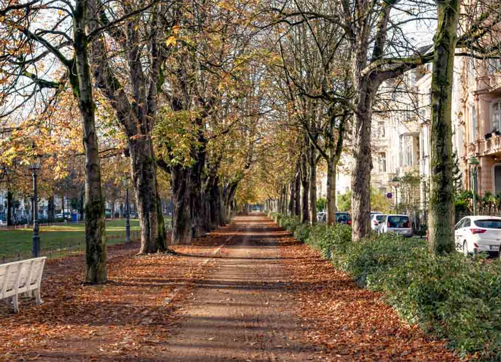 kuriosetage's tweet photo. Schon gewusst? 😲😍🌳Der 20. Oktober steht in Deutschland als bundesweiter Tag der Allee seit 2008 ganz im Zeichen der Baumstraßen. #TagDerAllee #aktionstag
https://t.co/G8pALd3YWS https://t.co/fqpJpfx8OQ