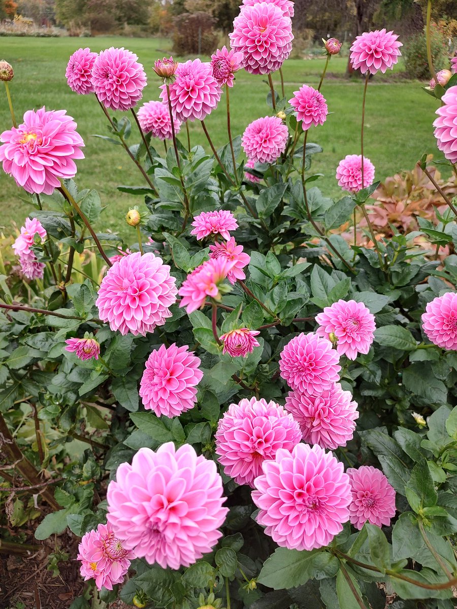 #DailyDahlia 'Pink Sylvia' is bursting with blooms just now.