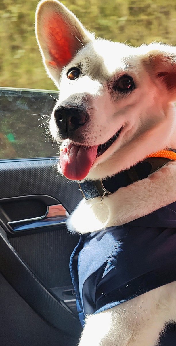 Angie_Rualess's tweet photo. Busco en Pasto insulina novolin NPH, es para mi perrito, es diabético y no encuentro en ningún lugar la insulina que él utiliza, si alguien sabe dónde la puedo conseguir agradecería demasiado que pueda informarme. https://t.co/aTVLFUDWm0
