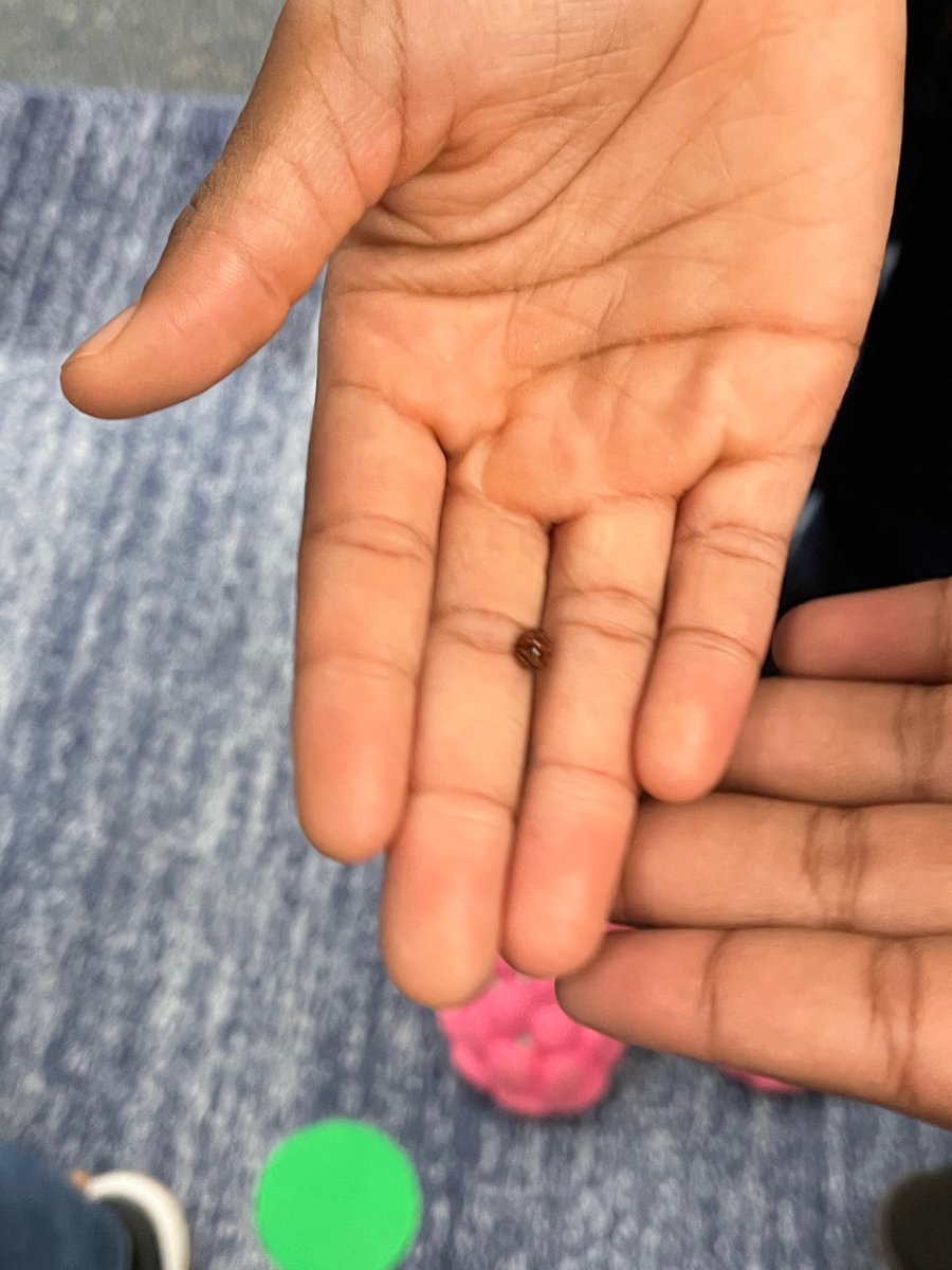 We’ve been learning about Ladybugs and their place in our ecosystem. Today we went searching for ladybugs and found some!! <a href="/LostLadybugs/">Lost Ladybug Project</a> <a href="/Lead_Mine/">Lead Mine Elementary</a> 🐞🐞🐞