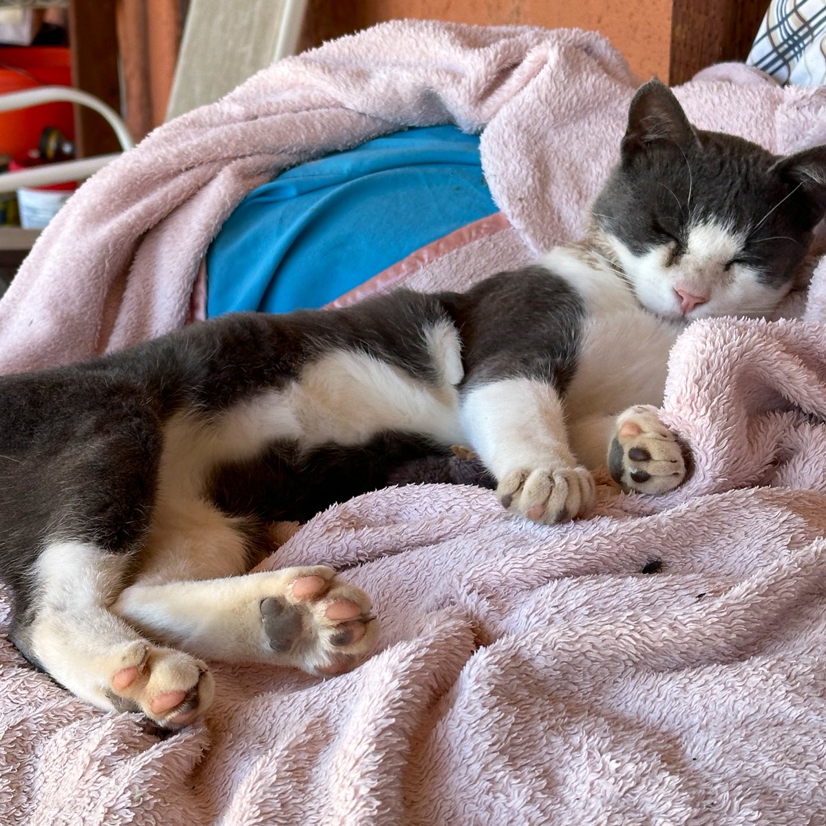 rtoab's tweet photo. I have too much work to do to be distracted by cats. 😮💨
Inside there are dogs, so not much better. Too much cuteness to get anything done.
I am still not feeling great so a more relaxing day is probably for the best.
💕
#catsoftheinternet #cats #gatos #CatsofTwittter #catsofx https://t.co/B7UJEvQngz