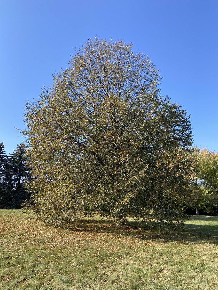 Thank you to <a href="/SannaSacHeart/">Mrs. Sanna</a> grade 2/3 class for celebrating #TakeMeOutsideDay! We had a great fall walk and found beautiful patterns in nature!