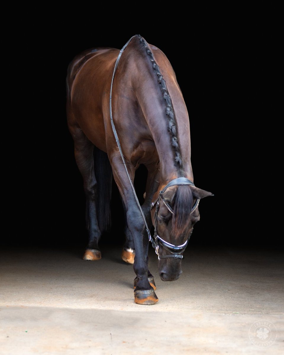 TruluckPhoto's tweet photo. This pose is super easy for horses - sprinkle a little grain or some treats on the ground and you have one very interested horse. https://t.co/Iwdb23M18L