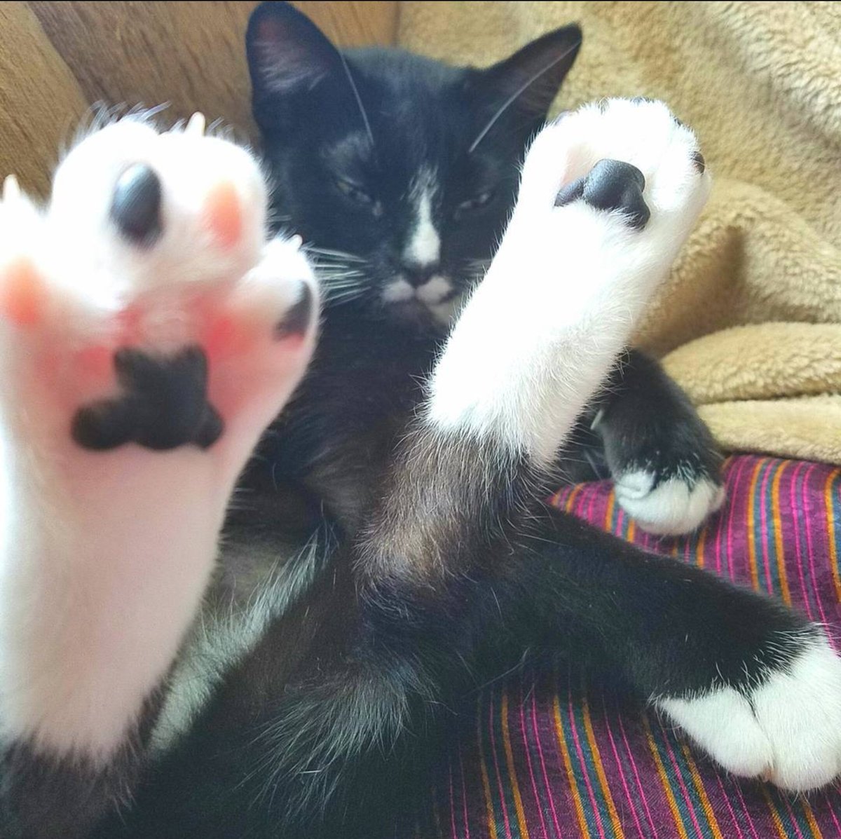 Our little Bailey. ♥️ 
#cats #CatsOfX #catsfunny