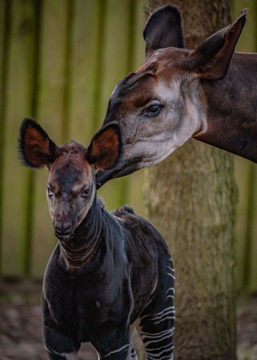 Chester Zoo tweet media
