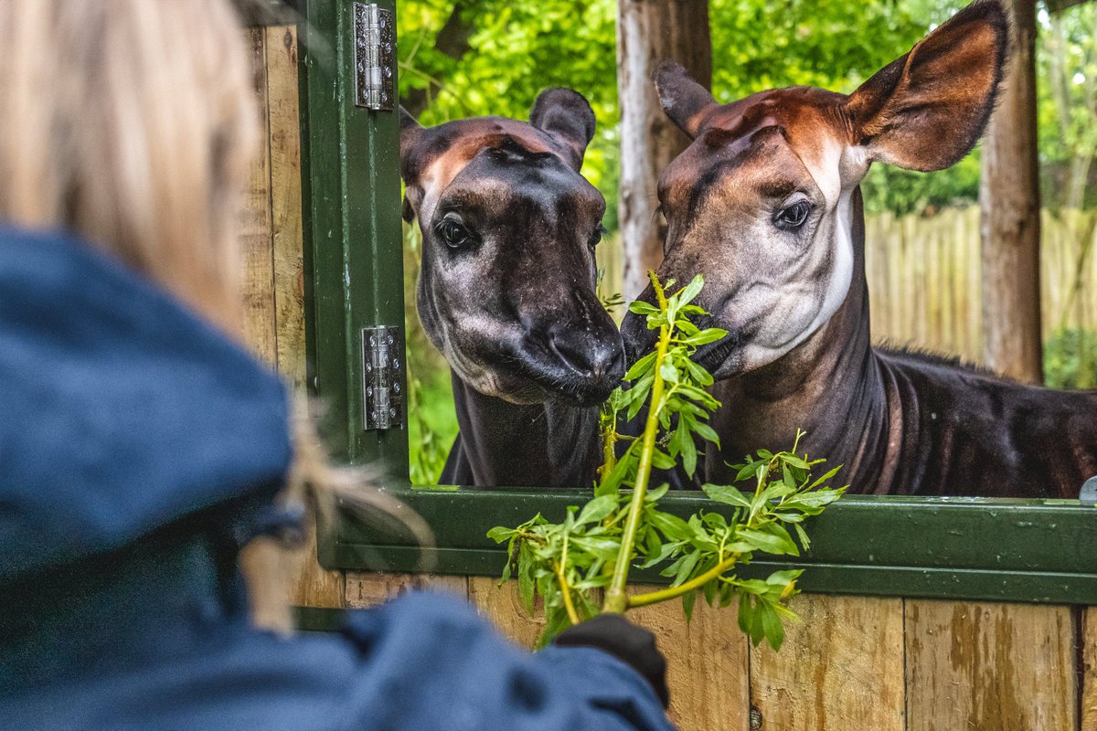 Chester Zoo tweet media