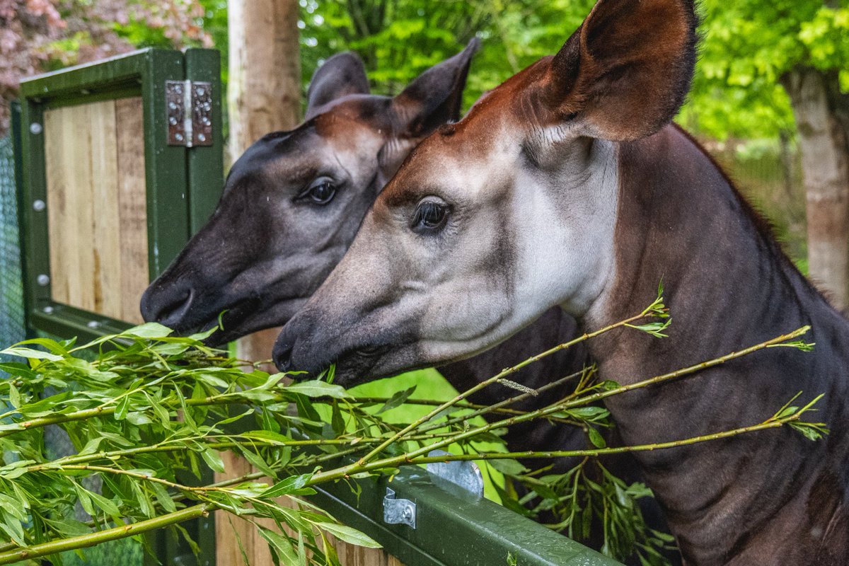 Chester Zoo tweet media
