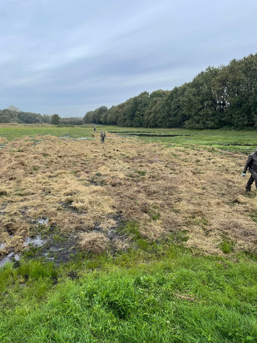 Vandaag met onze supervrijwilligers uit Keent, de Vilt en Tongelaar kruidenrijk hooi van Kaalbroek en Slumpke in Groesbeek verspreid op de Gagel in Mill. Vele handen maken licht werk, maar dan toch nog een flinke klus! 💪@Brab_Landschap <a href="/Naturmacher/">Gijs Looijen</a>