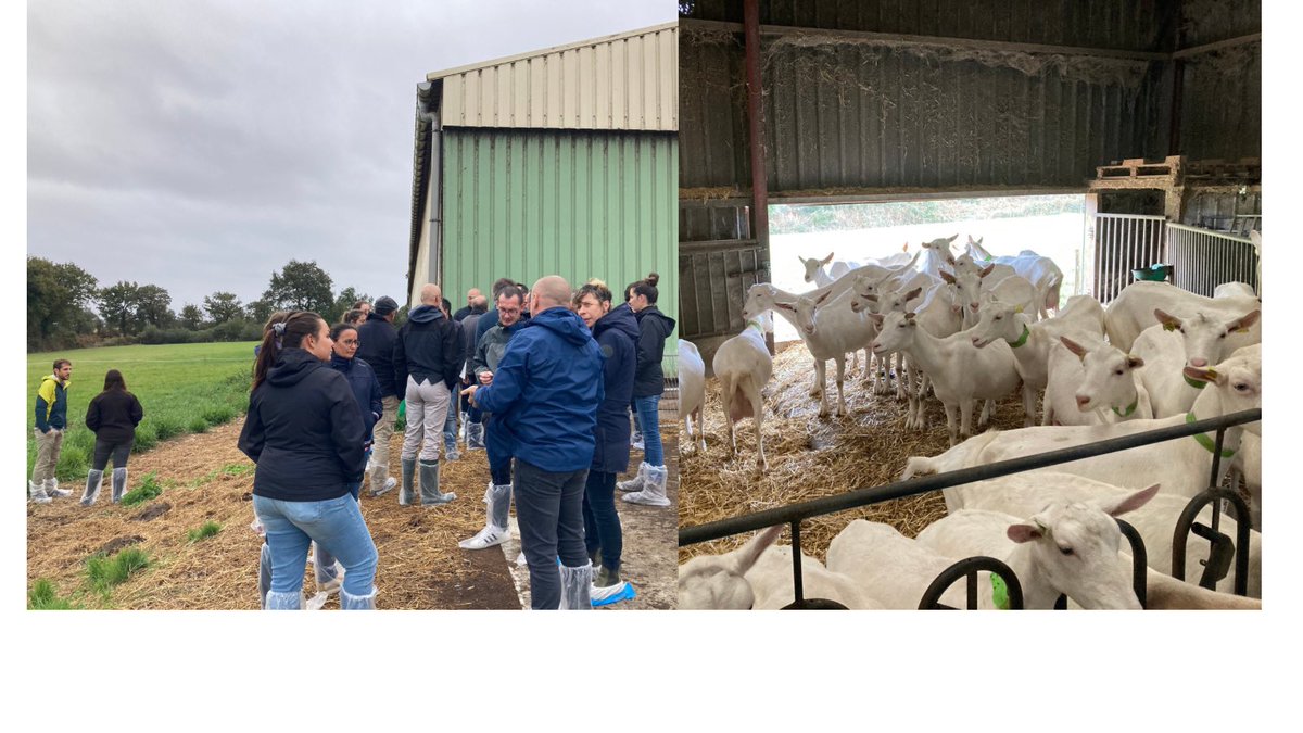 AnicapNa's tweet image. Journée d’échange des techniciens caprins sur l’aménagement d’aires d’exercice pour les chèvres 🐐 
➡️ Visites d’élevages en Vendée 
@anicapfr @InstitutElevage @seenovia @ChambagriPdL