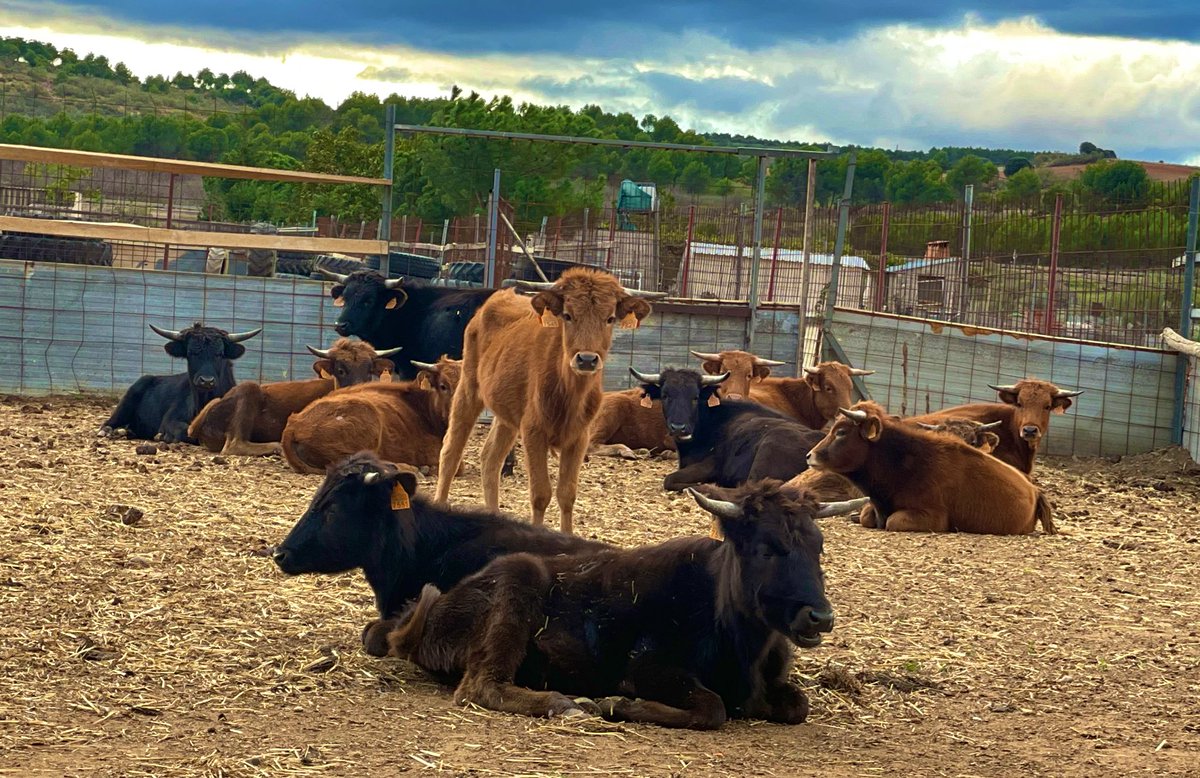 El Campo 🌾 Finca El Gallardo “Marchamalo”
