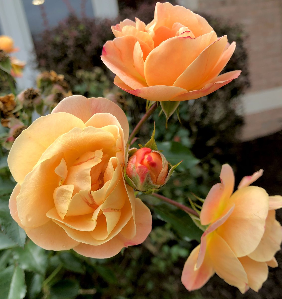 DDunn1234's tweet photo. Saw these blooms outside our veterinarian office. A nice #fallflower surprise. #RoseWednesday https://t.co/CcNwBqzLRX