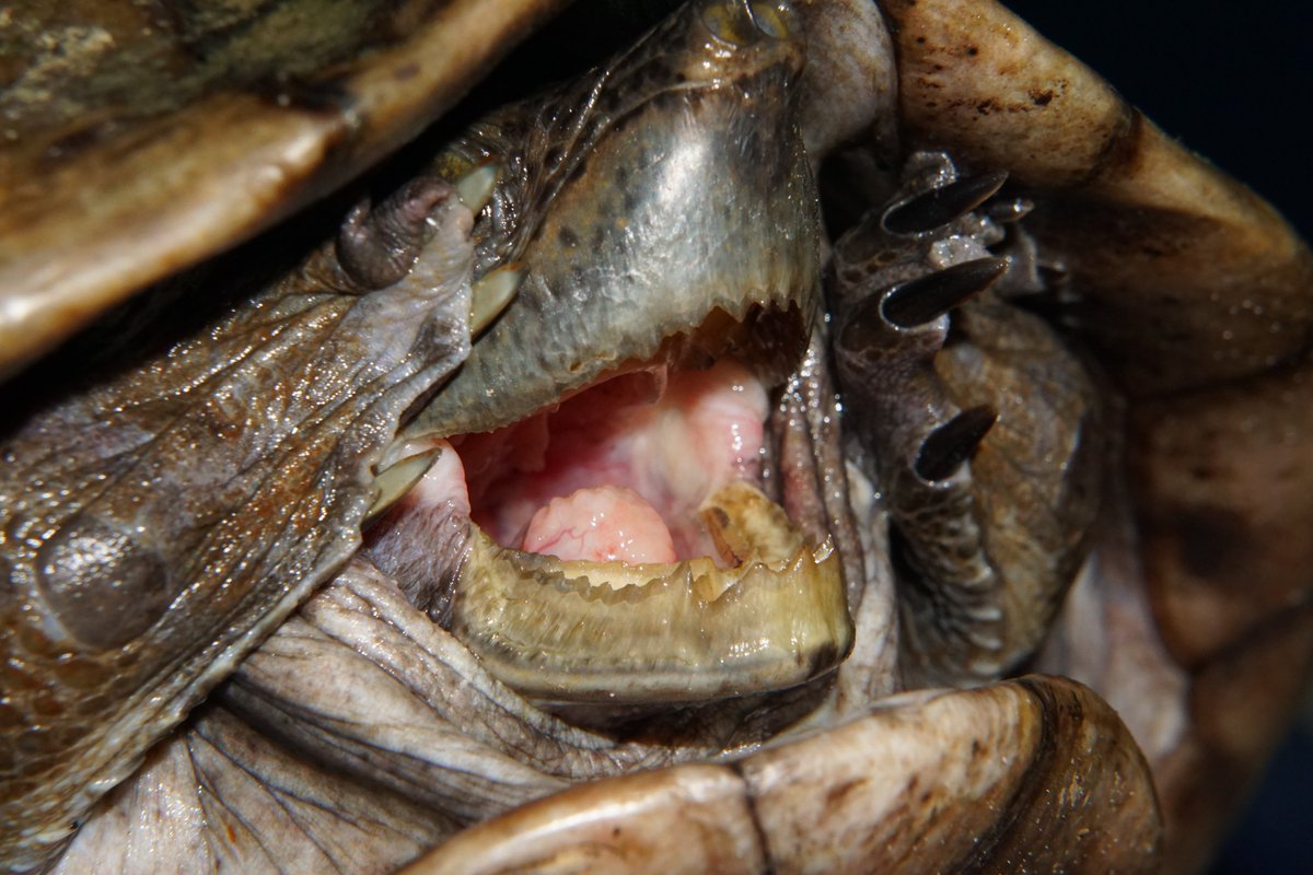 SFS_Belize's tweet photo. #Hicatee are strict herbivores and have specialized beaks with rows of spikes to shred plants. They likely play an important role in aquatic ecosystems by breaking down plant matter. Protect the Hicatee for YOU ME and ALL A WE! @WCSBelize #SaveTheHicatee #Turtles #Conservation https://t.co/FJYzkLbFBL