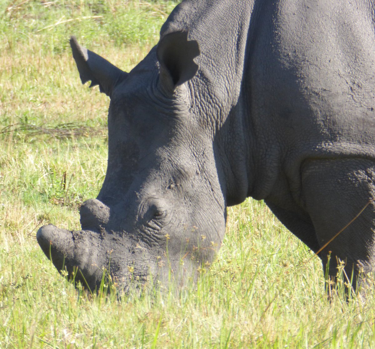 Aviation582's tweet photo. A walk on the wildside. At Matapos Rhino Park. A walk to sed Rhinos. #Zimbabwe #rhinos #Matapos https://t.co/dS1ok4ZrGr