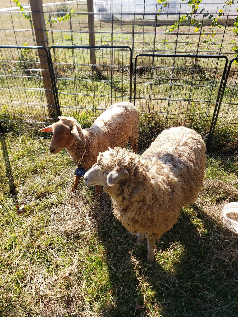 Sarah Diffley tweet media