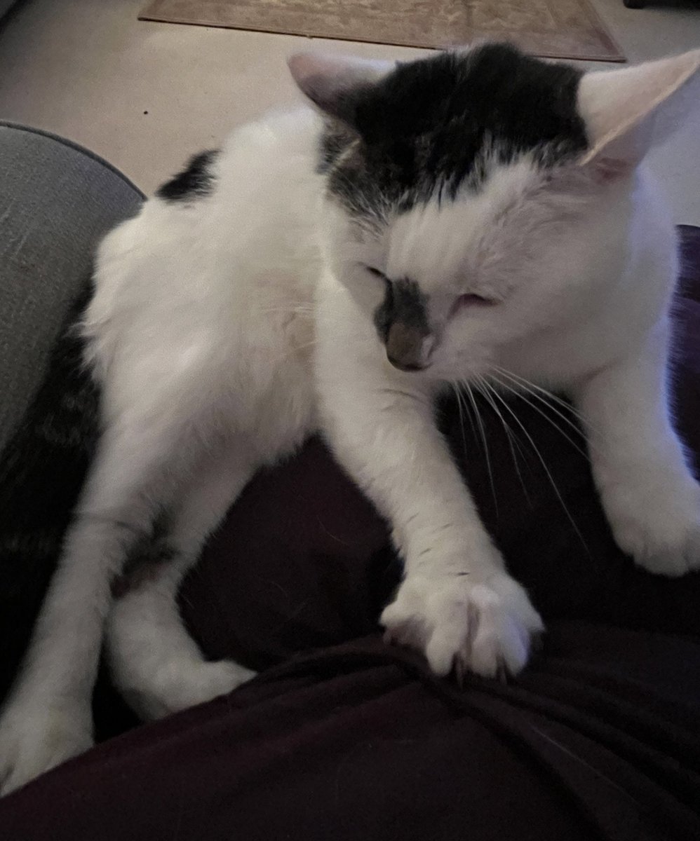Winnierescuecat's tweet photo. Thank you for letting me sit on you. Iโll be off as soon as my paws are warm! #Cat #Wednesdayfeeling #ColdPaws โจ๏ธโจ๏ธโจ๏ธ๐ป๐ป๐ป https://t.co/NOlAuGZ41E