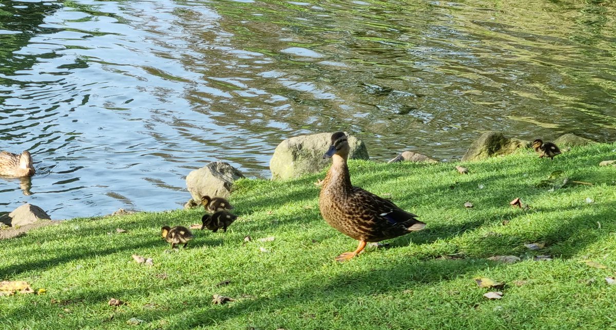 Geoff_Dobbs's tweet photo. October ducklings in Hull park. https://t.co/myK34y0AzE