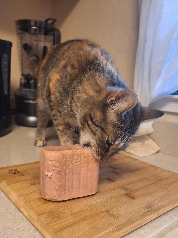 DontShowYourCat's tweet photo. spamming https://t.co/Rz4dRRYRUS