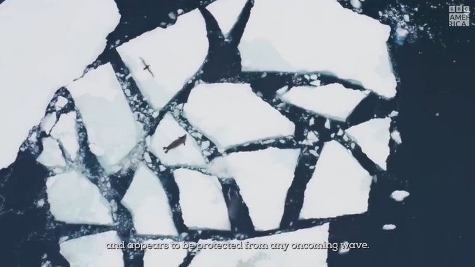 This orca pod uses remarkable tactics practiced by only 100 orcas worldwide to hunt seals in this stunning<a href="/tag/frozenplanet2"class="tags"><span>#frozenplanet2</span></a><a href="/tag/planetearth3"class="tags"><span>#planetearth3</span></a>