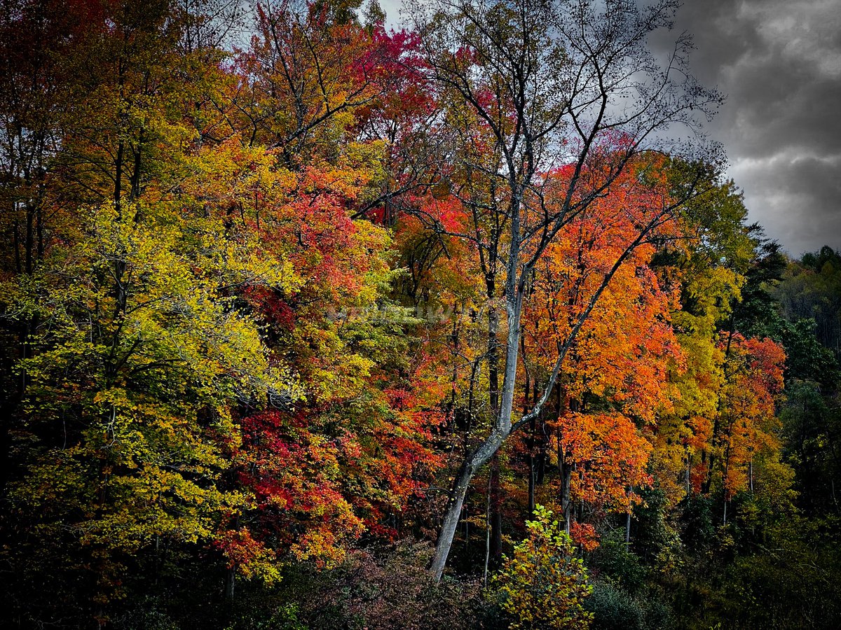 Wild and Wonderful, West Virginia 🍂🍁 

#westvirginia #fall #wxtwitter #foliage #photograghy #leaves #gopro #wildandwonderful #wvwx #photohour #weather #stormgeekz