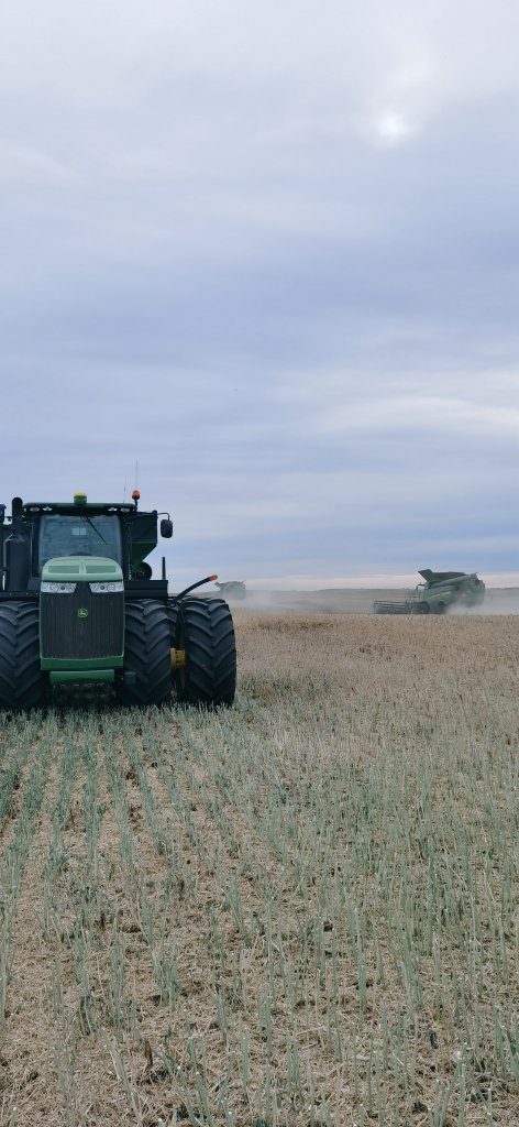 Canola harvest in Alberta