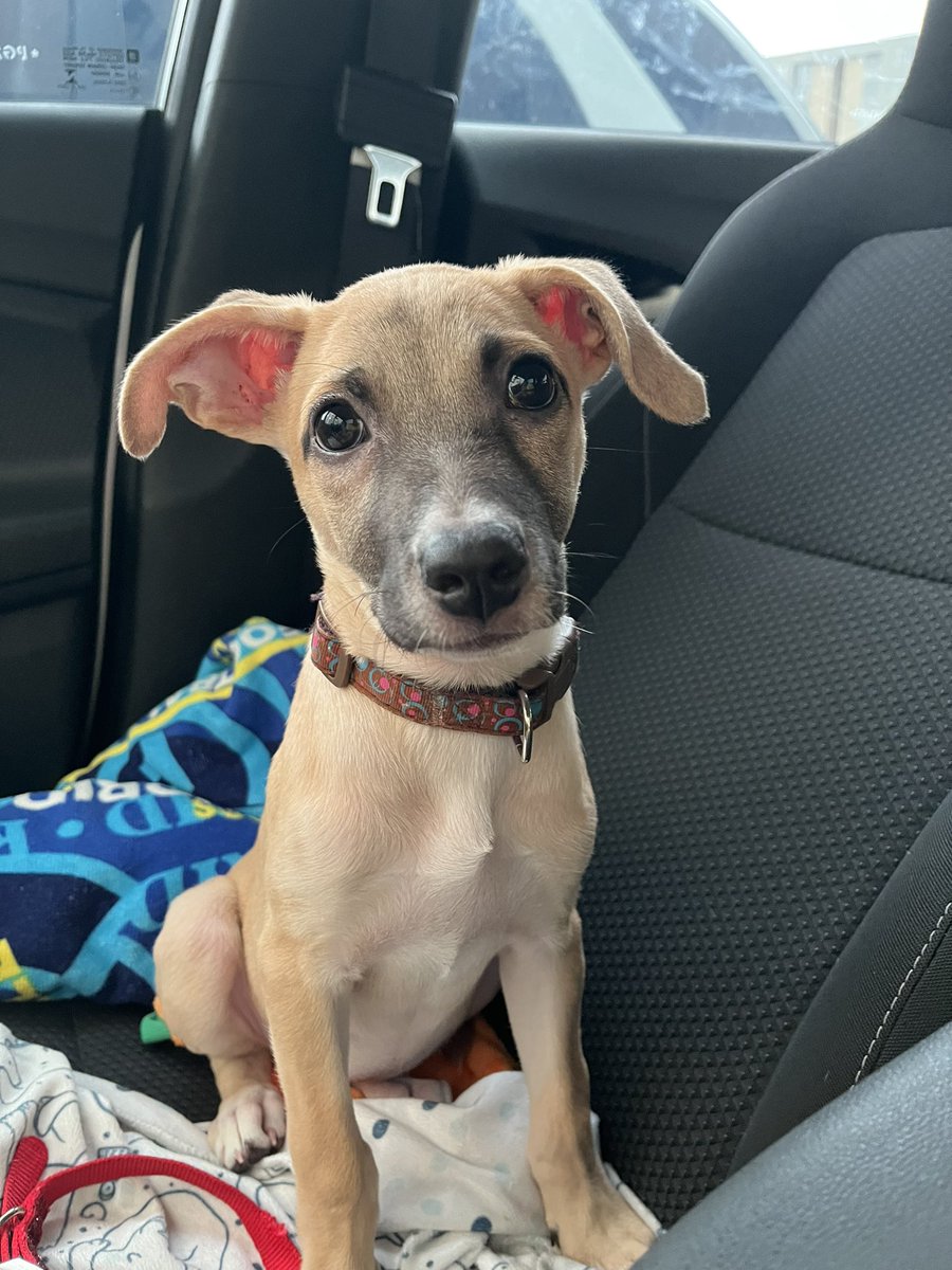 nana1gc's tweet photo. EN ADOPCIÓN LULITO!
Hembra, 3 meses.
Será tamaño mediano💖
Se puede dar en adopción en Bogota, Barranquilla, cartagena. 
Es excelente copiloto🤭 sabe hace en pamper el 80% de las veces y se entrega con sus primeras vacunas. https://t.co/lSnQy6RCIt