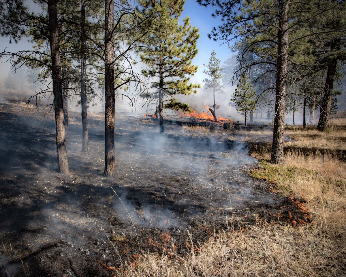 PSICC_NF's tweet photo. #HarrisParkRX begins Friday October 20 on the #SouthPlatteRD. 663 acres planned. Smoke visible on HWY 285 between Conifer &amp; Bailey. FSR Road 108 &amp; Harris Park Shooting Range under mandatory closure from Thurs, Oct 19th through the weekend for safety. Please avoid the area. https://t.co/0xTDiSprLS