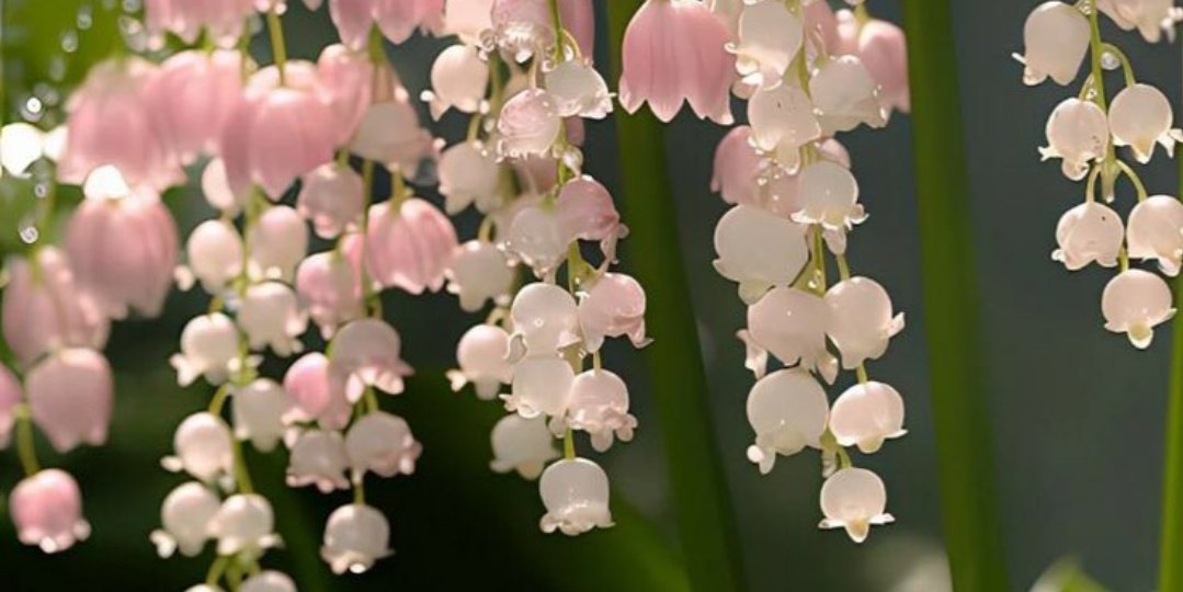 PRIMEFORSAKEN's tweet image. 