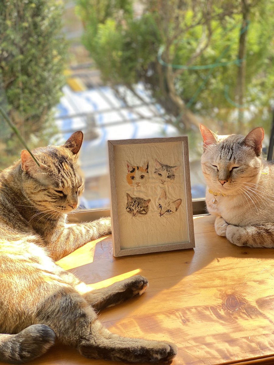 matsubararin's tweet photo. ファンの方がプレゼントして下さった刺繍と猫たち。松原家の家宝です☺️✨

左がとこちゃん、右がつゆちゃん。
狙ったよ���なポジションで寝ていましたので撮影するしかありませんでした��
起こしてごめんよ！ https://t.co/AKSIZkXeht