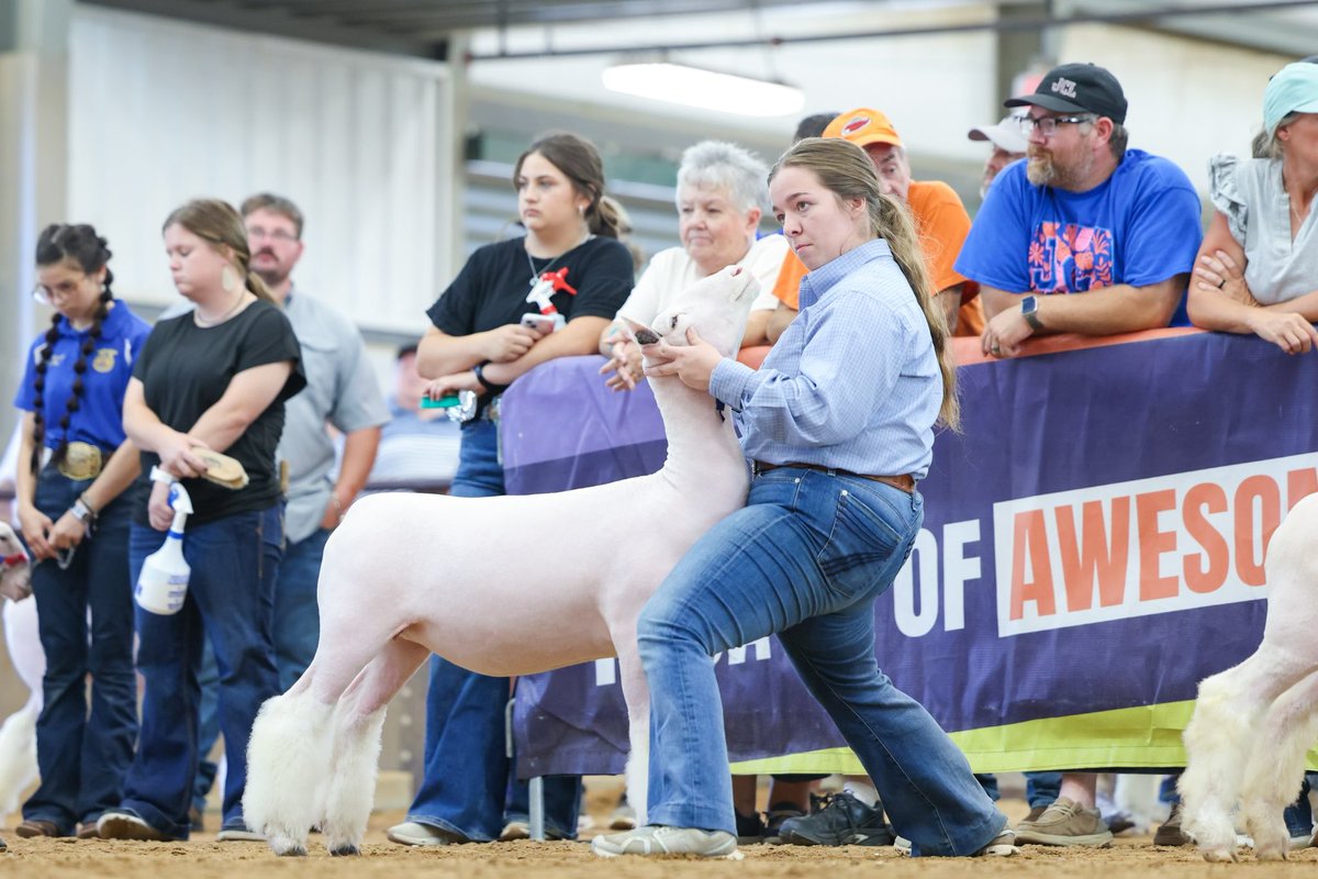 CentralHighFFA1's tweet photo. Tobie Mitchell was 10th overall in Senior Sheep Showmanship https://t.co/k26PW7DLYk