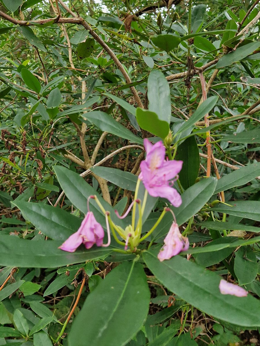 Weer een leuke dag <a href="/LVerwolde/">Landgoed Verwolde</a> natuuromvorming loopt, bosdunning krijgt vorm en een Rhododendron nog in bloei... 😱 hoe dan... het is half oktober🤷‍♂️🙈