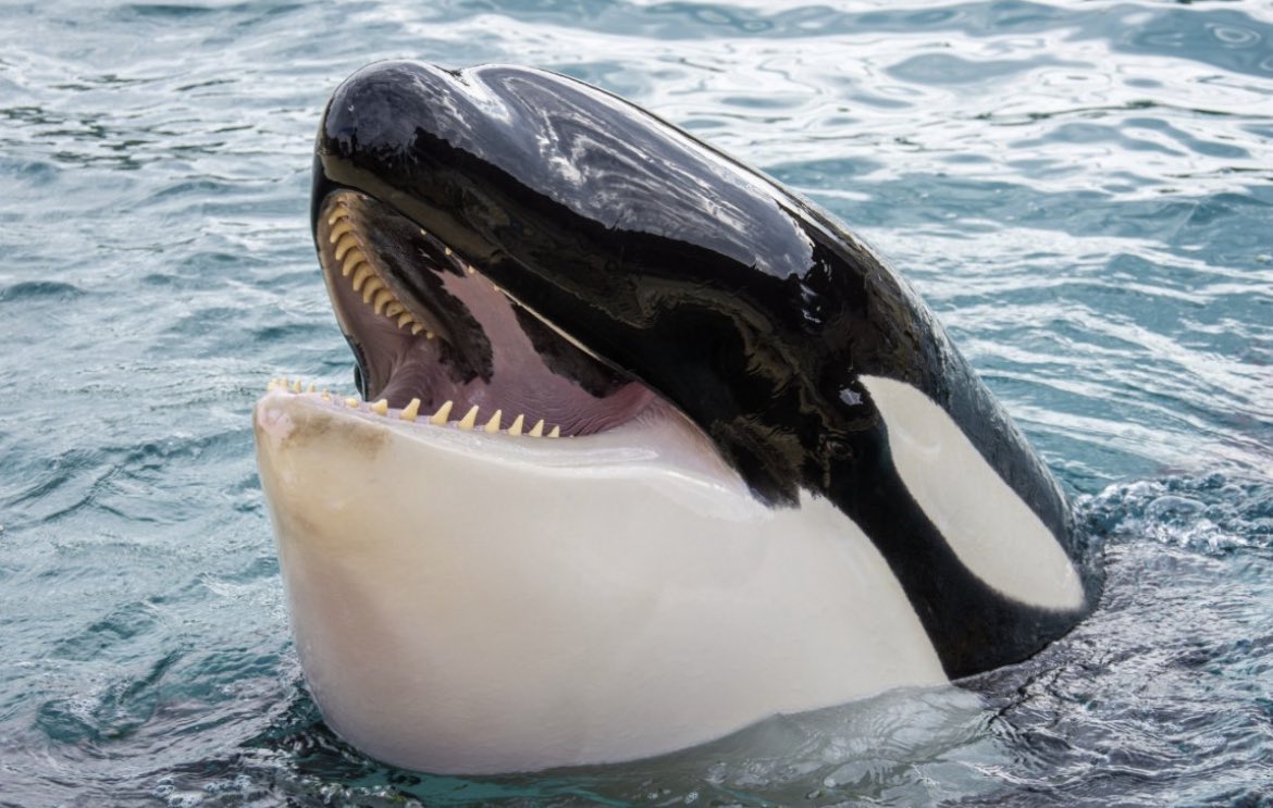walruswhisperer's tweet photo. BREAKING: Moana, a 12 year old male captive orca at MarineLand in Antibes, France has suddenly passed away. More into to come… https://t.co/ItXdrOt1HJ