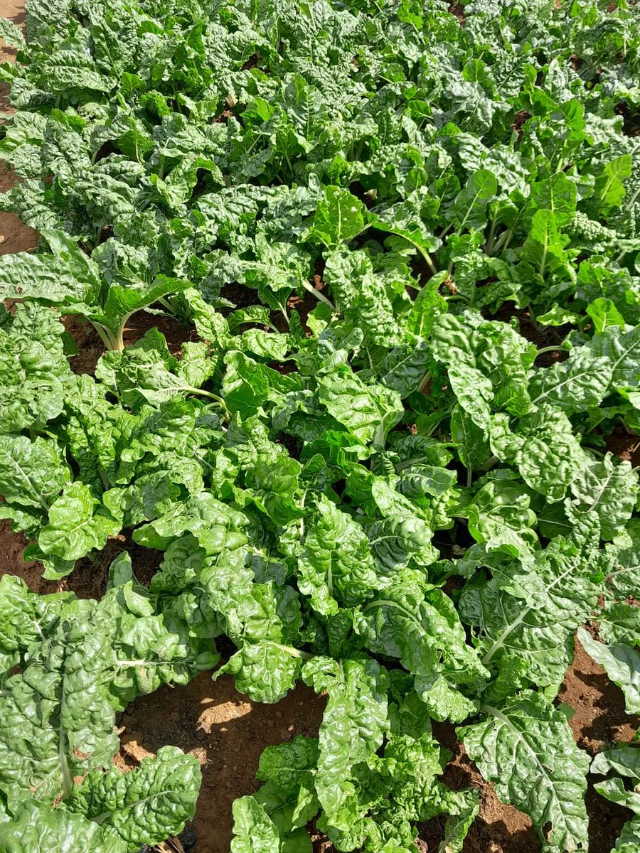 GoompyFresh's tweet image. Allow us folks to say: &quot;spinach to the ppl&quot;.