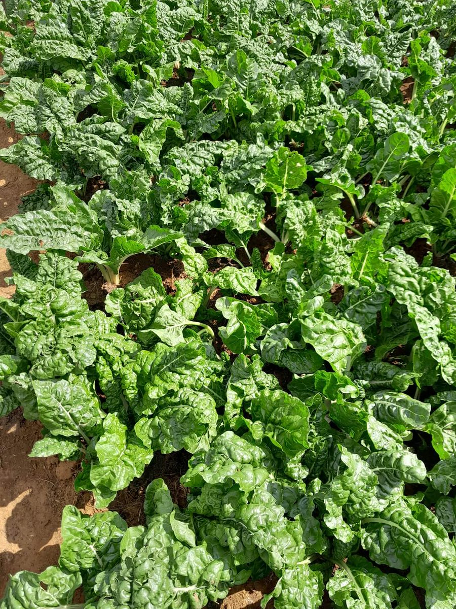 GoompyFresh's tweet image. Allow us folks to say: &quot;spinach to the ppl&quot;.