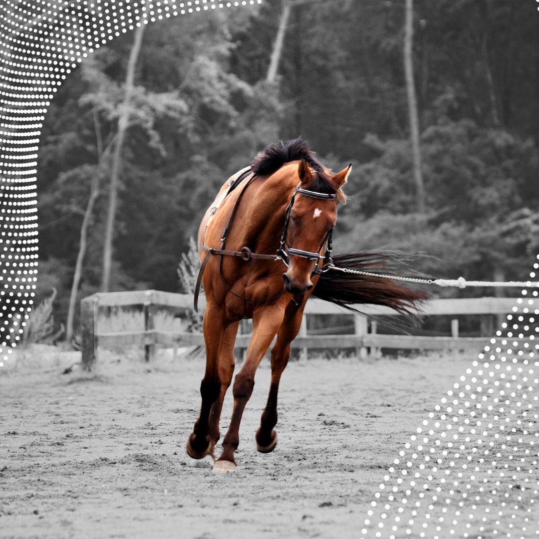 DimplesHTreats's tweet photo. #DidYouKnow that exercise is vital for a horse's mental health too? 

It stimulates their brain, reduces stress, &amp; fosters a strong bond between horse and rider. What's your favorite way to keep your horse engaged in structured workouts? 

Share your tips and tricks with us! 👇 https://t.co/DyvsXnalPy