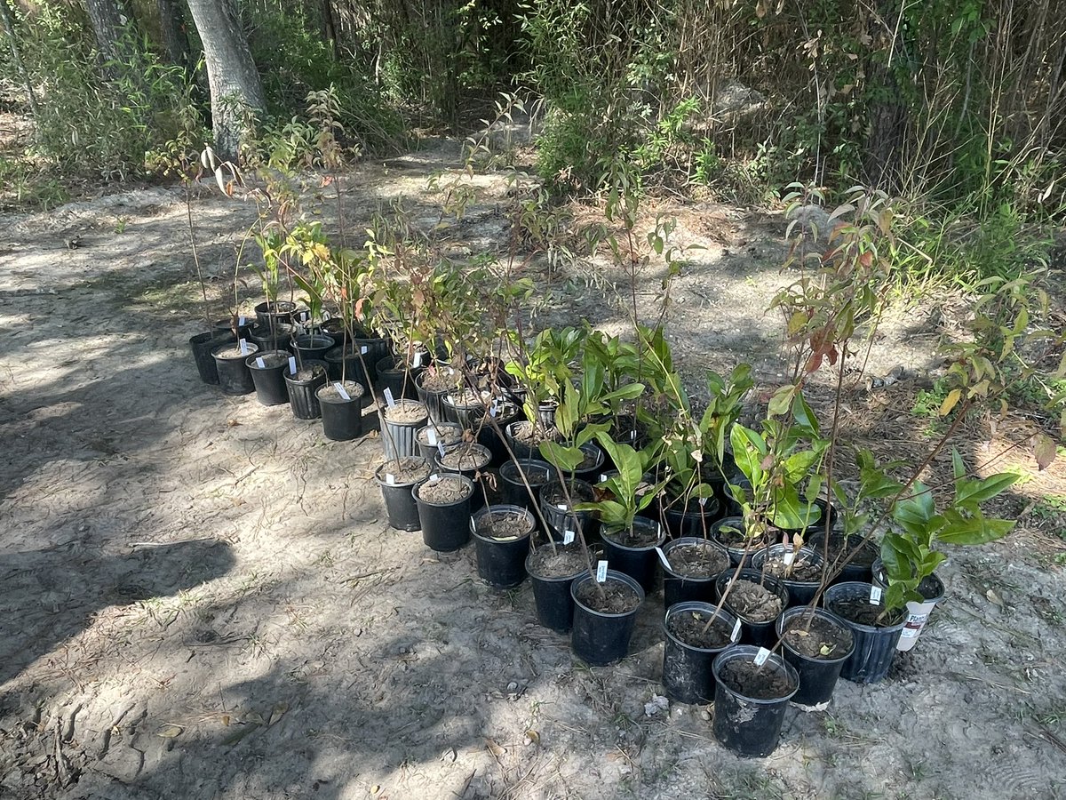 Our trees have arrived! <a href="/HumbleISD_BBE/">Bear Branch Elem</a> 3rd graders are working hard to plant trees in order to help restore our livable forest here in Kingwood and <a href="/HumbleISD/">Humble ISD</a> <a href="/ElizabethFagen/">Liz Celania-Fagen</a> <a href="/Humble_Science/">Humble ISD Elementary Science</a>