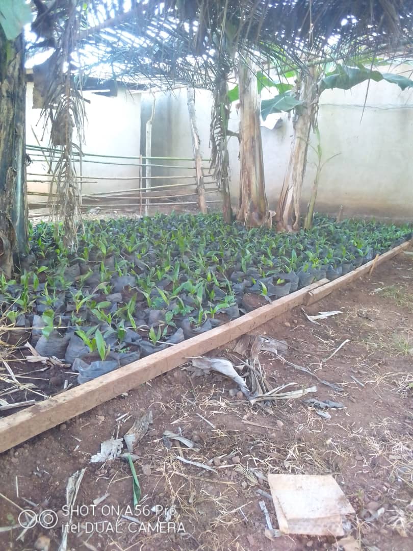 Between 2020 to 2022, Let's Protect World partner with some local communities to support the planting of some 2,000 palm trees by donating the Seeds, Potting soil, Seedling trays or pots, Fertilizers, Watering can and sprayers.
#letsprotectworld
#climatechange
#letsfightit
