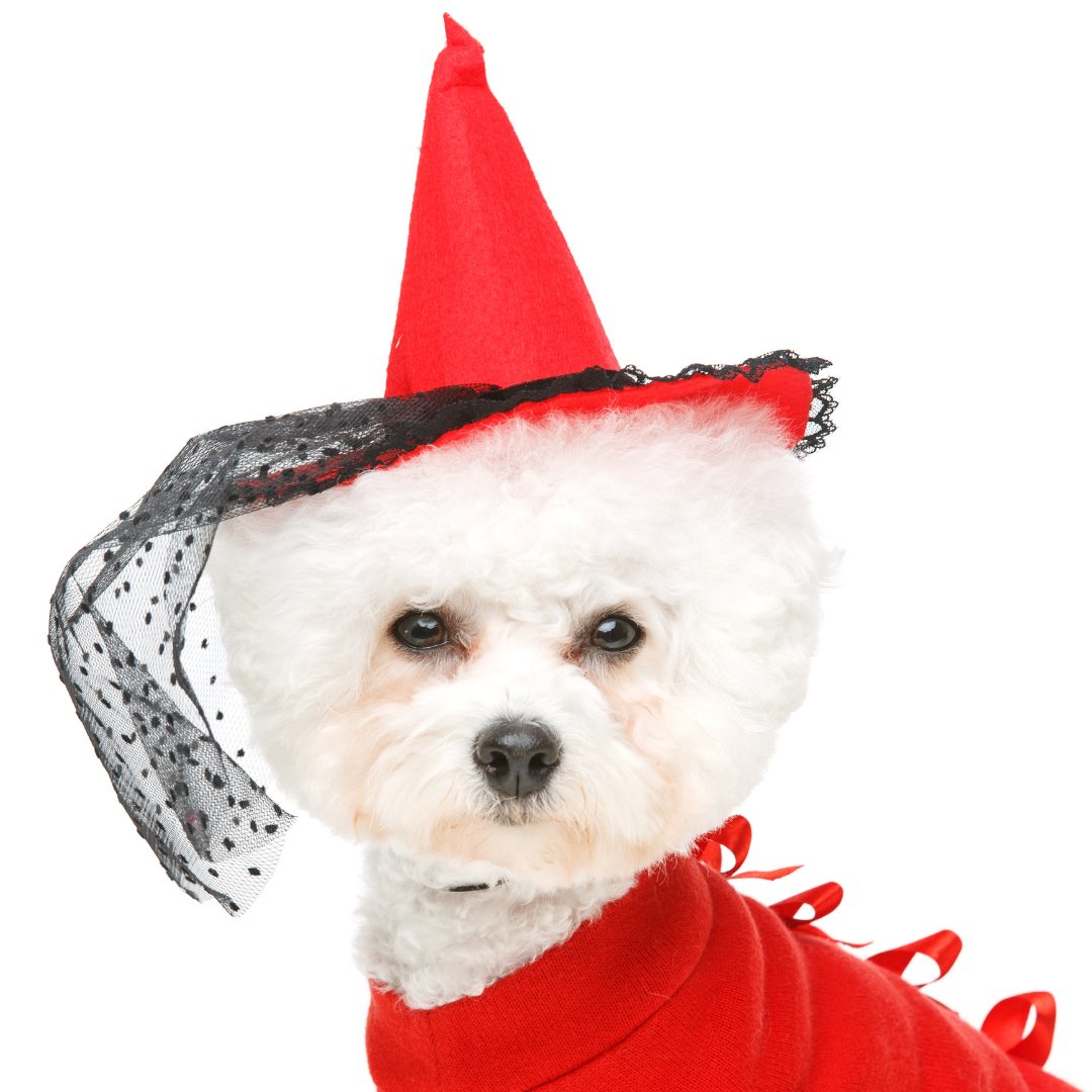 ladyluxelife's tweet image. Dog costumes?  I’ve got a lot of fun ideas on my blog.  Check it out!  #ladyluxelife #petcostumes #austinblog #austinblogger