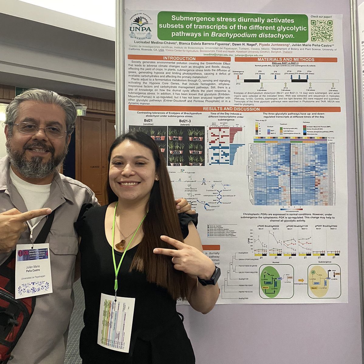 JulianMPCastro's tweet photo. You can join Luci at her poster 32 of today’s session #SMBplant2023 to check her work about the diurnal transcriptome of Brachypodium under submergence stress and our interest on glycolytic pathways. Thanks to @nagellab2 and @JuntawongPiyada for their continuous support! 🇲🇽🇺🇸🇹🇭 https://t.co/MFDkIjwKSb