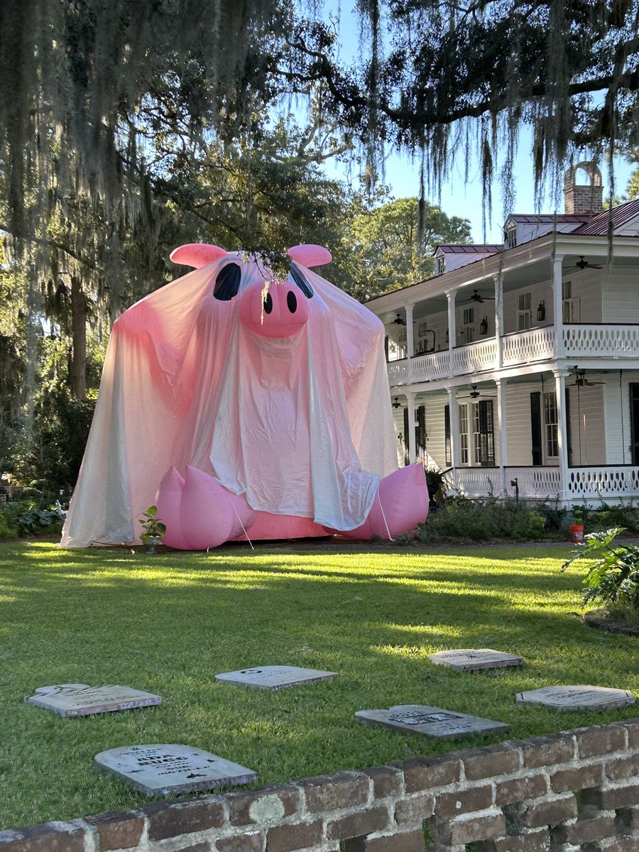 olivercamden's tweet photo. Is anyone missing an inflatable pig? #lovethis #ghostpig #HappyHalloween #isleofhope #georgia https://t.co/kDnp7wYhrw